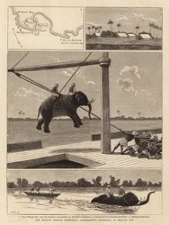 Belgijska wyprawa afrykańska, wysiadanie słoni w zatoce Msasani